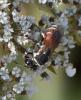 Hylaeus sp.